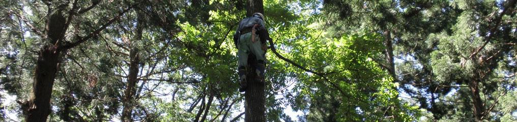 登樹器による木登り